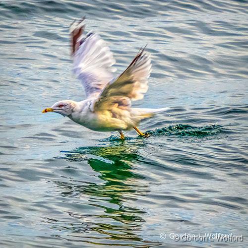 Gull Taking Flight_DSCF4707.jpg - Ring-billed Gull (Larus delawarensis) photographed along the Saint Lawrence Seaway at Brockville, Ontario, Canada.